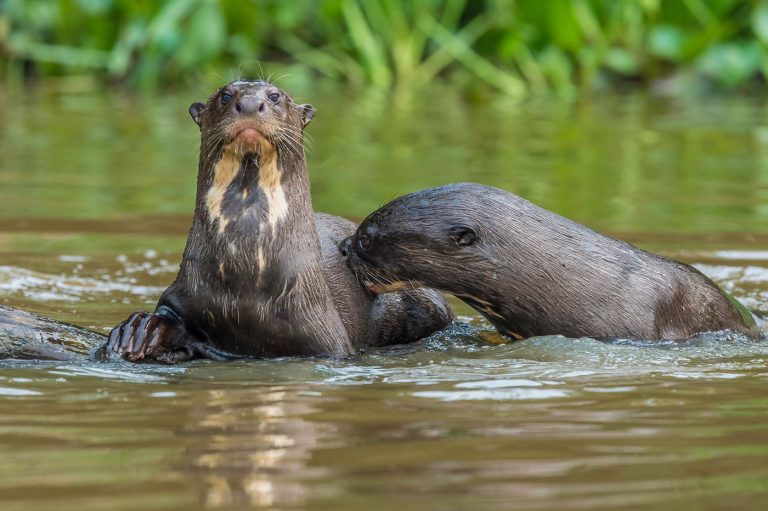 Amazon giant otter
