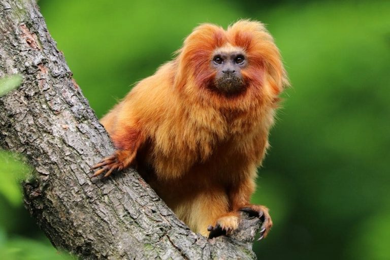 Amazon rainforest monkey