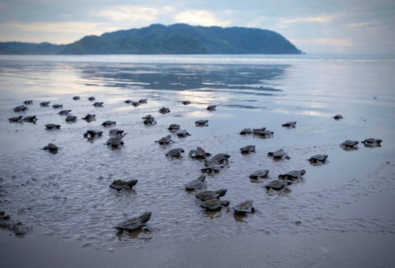 Tortuguero national park