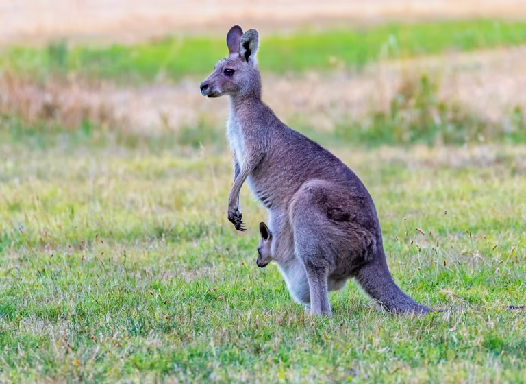 Australia unsplash