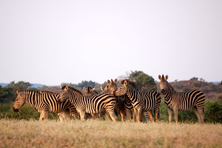 Botswana unsplash