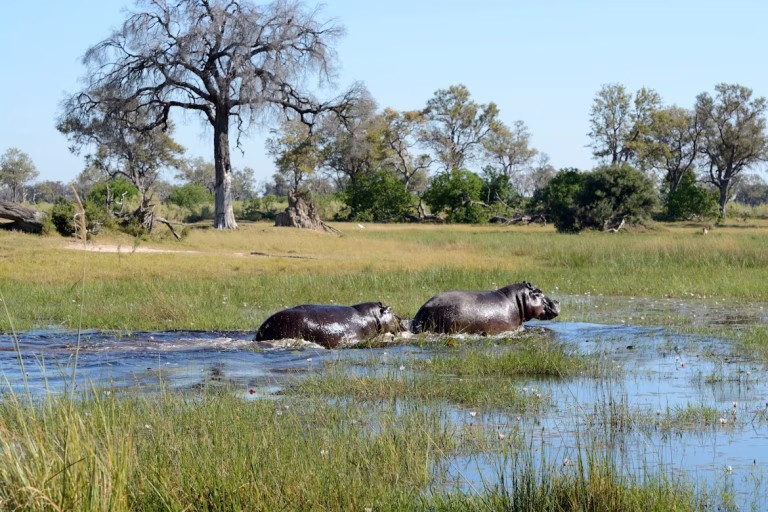 Botswana unsplash