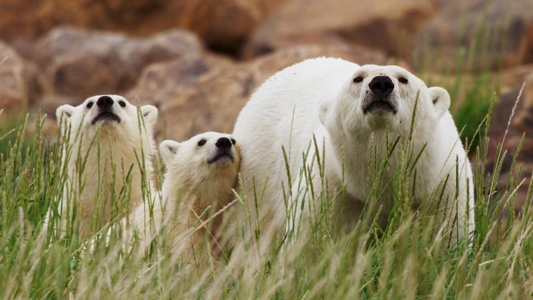 Canadian Arctic Polar Bears