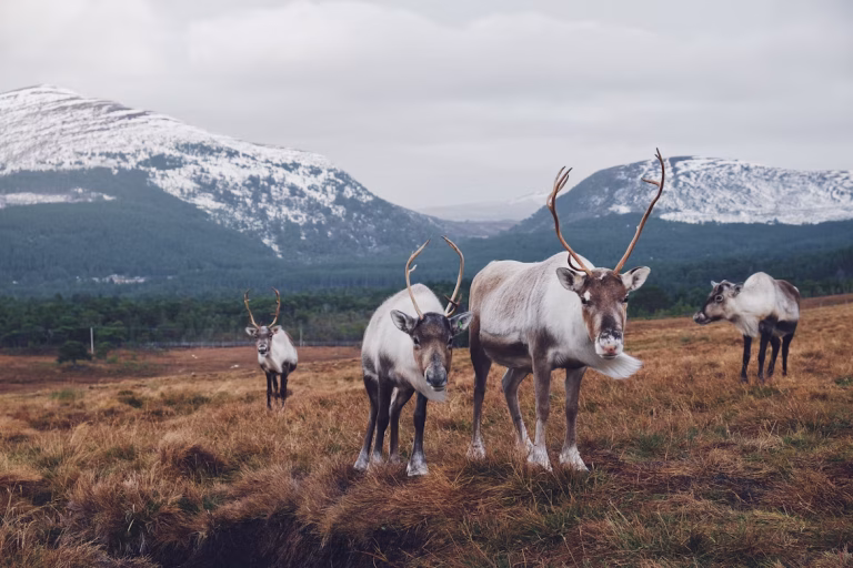Finland unsplash
