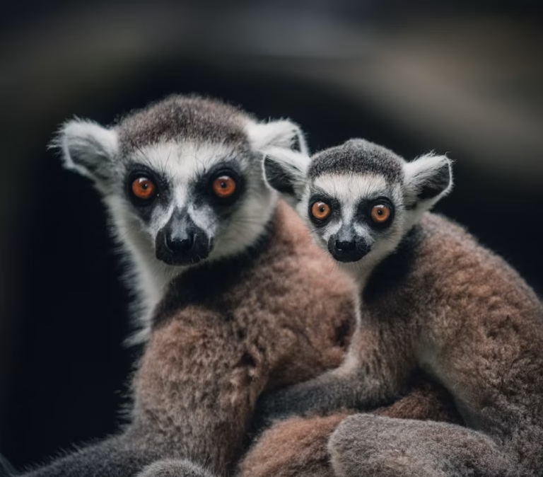 Madagascar lemur unsplash