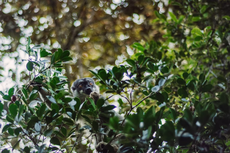 Madagascar unsplash