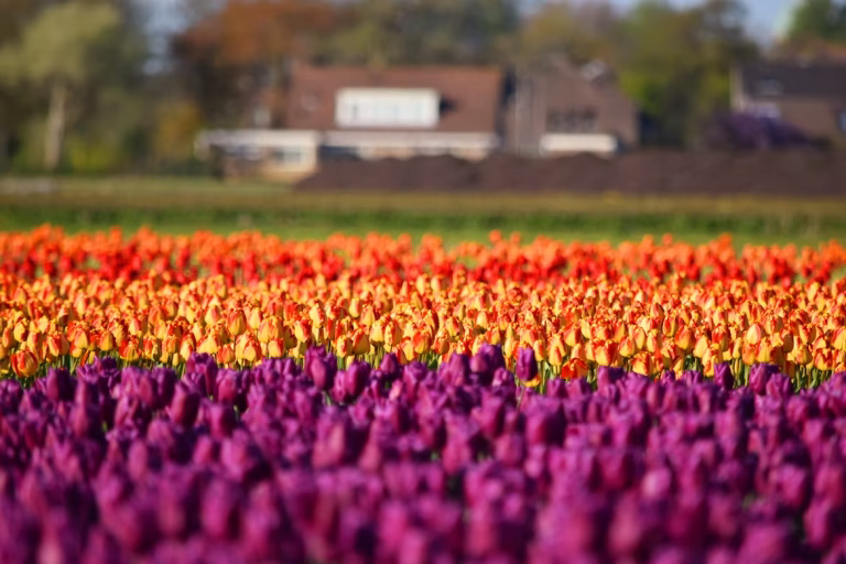 Netherlands tulips unsplash