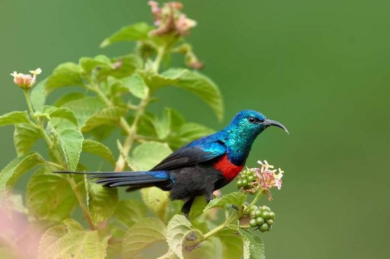 Rwanda Bird