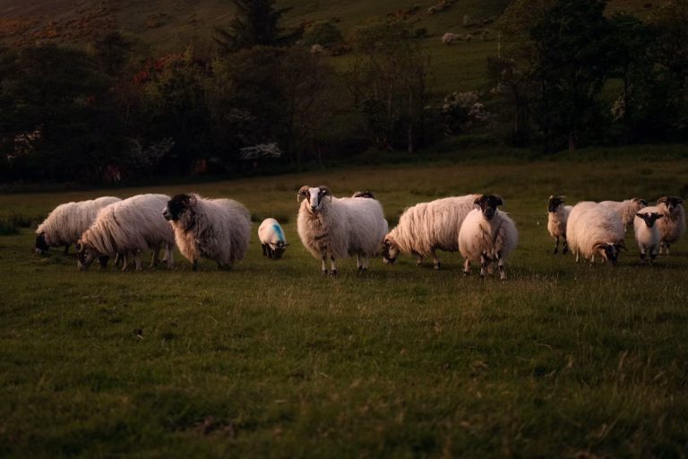Scotland sheep unsplash
