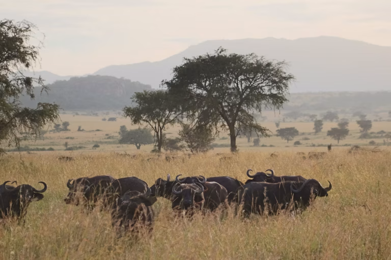 Uganda unsplash