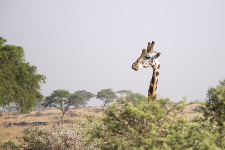 Uganda unsplash