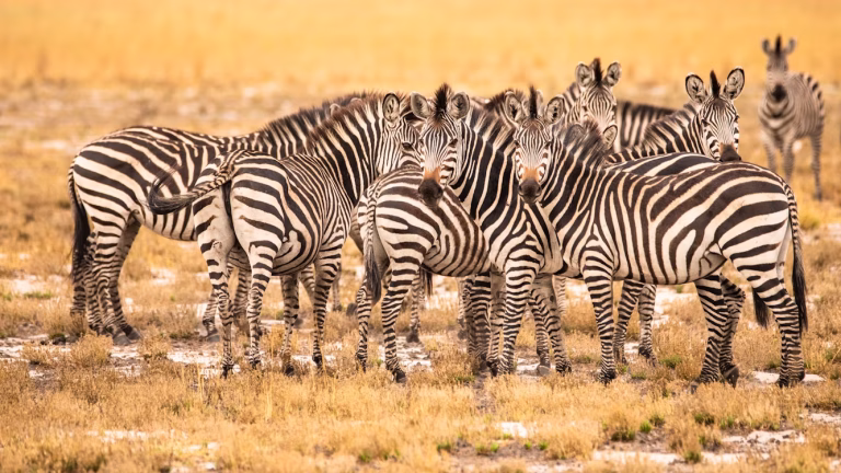 Zambia unsplash