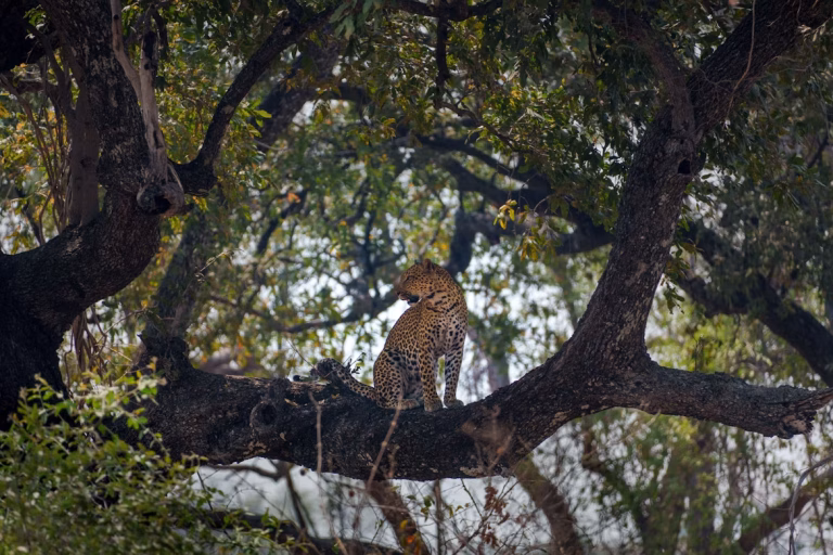 Zambia unsplash