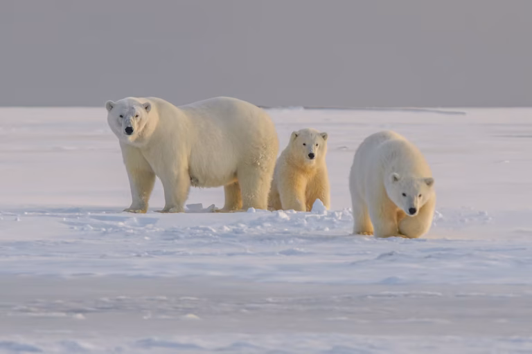 Polar bear 1 unsplash