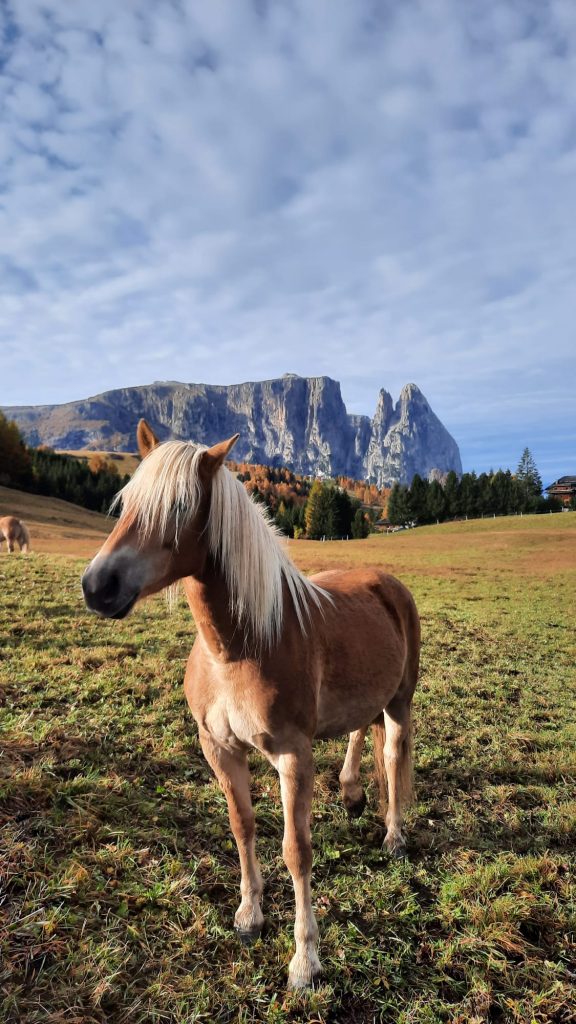 Como Dolomites Horse