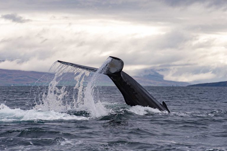 Deplar Farm Whale Watching