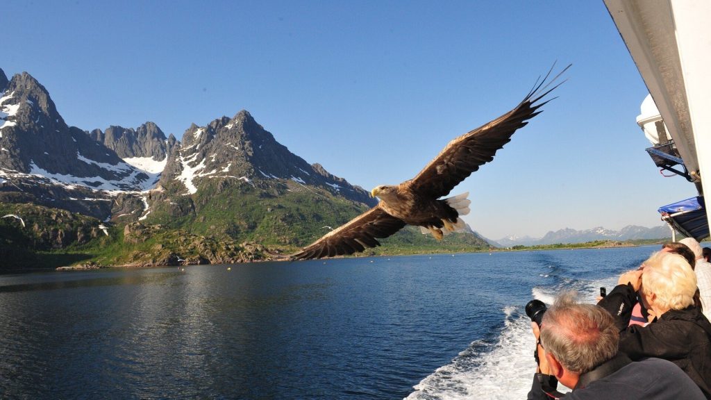 Sea Eagle Safari Norway 2