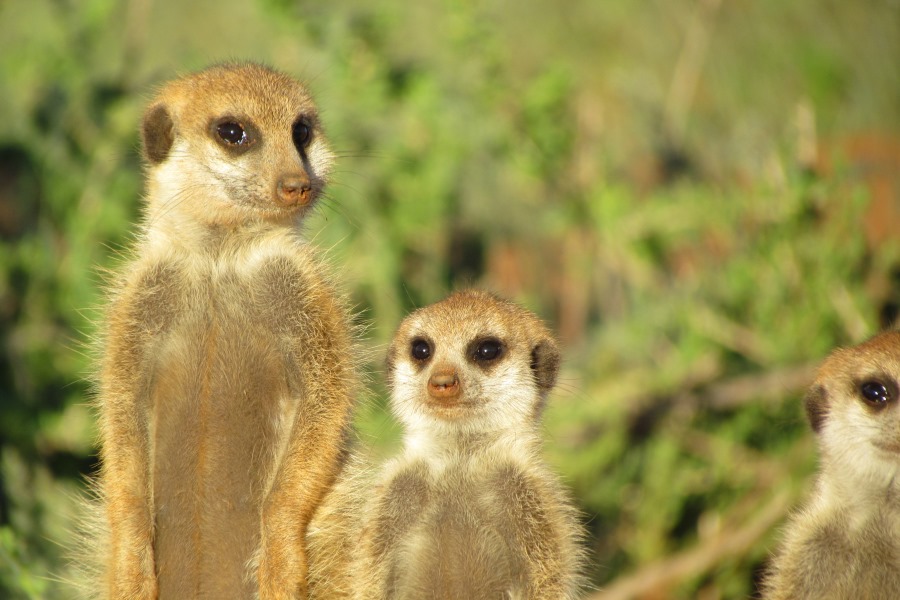 Wj Meerkats