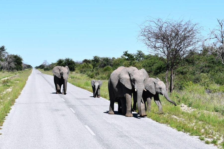 Wj Traffic Namibia