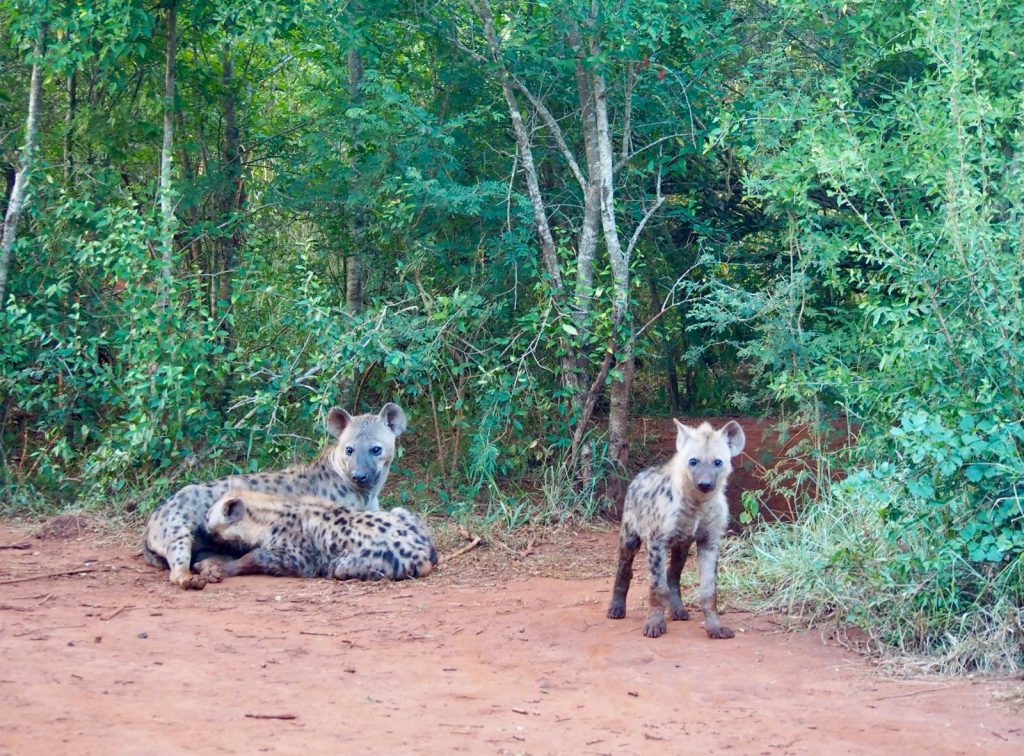 Wild Dogs