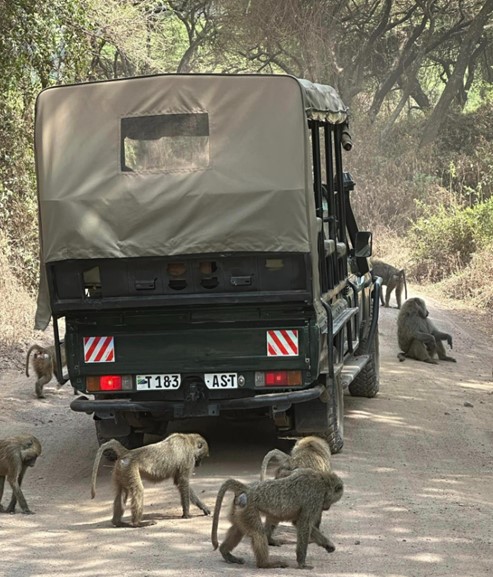 Baboons Around Beyond Jeep