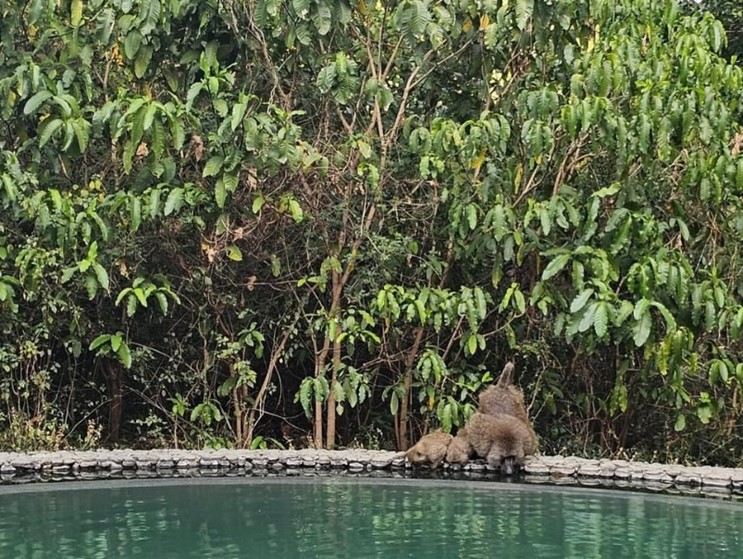 Baboons Drinking From The Pool 1