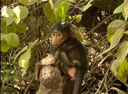 Baby Baboon