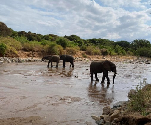 Bachelor Elephants Group