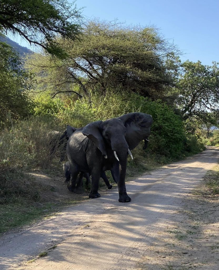 Beyond Lake Manyara Tree Lodge Elephants