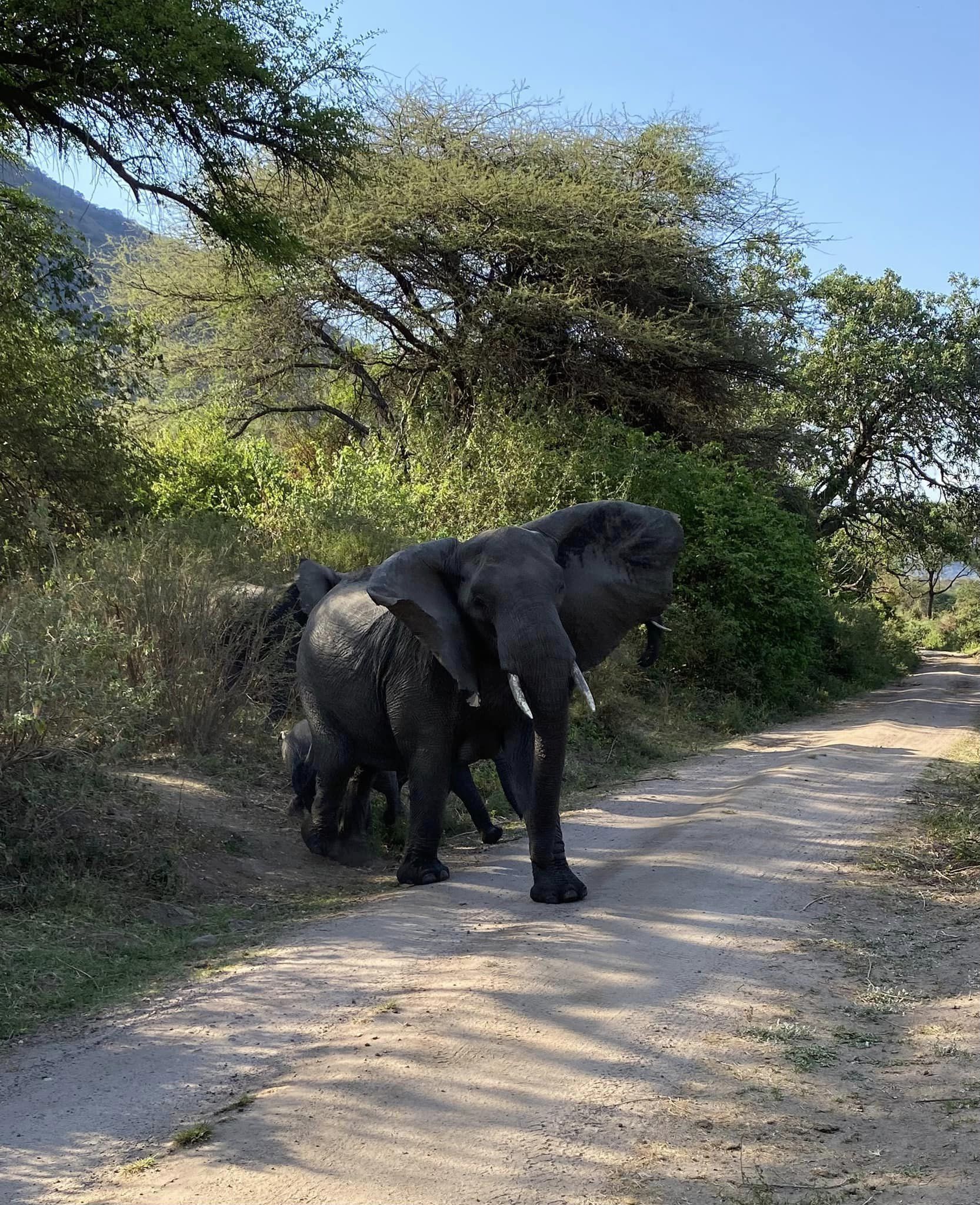 Beyond Lake Manyara Tree Lodge Elephants