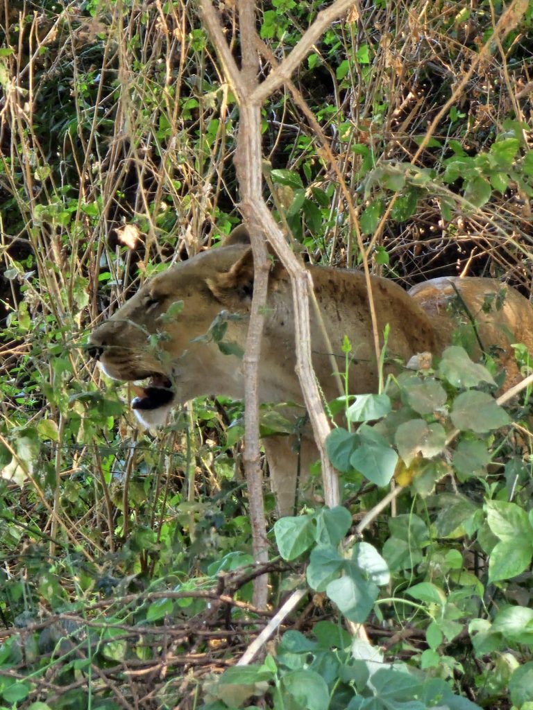 Beyond Lake Manyara Tree Lodge Lion