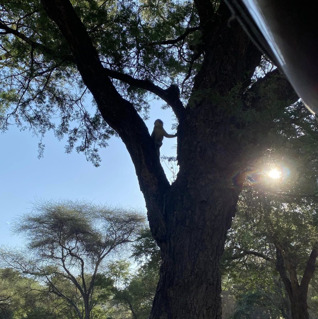 Beyond Lake Manyara Tree Lodge Monkeys