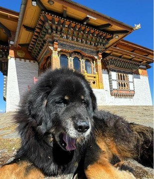 Dog At Temple