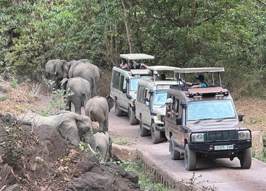 Elephant Herd Around Jeeps