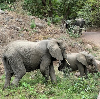 Elephant Mum And Bub