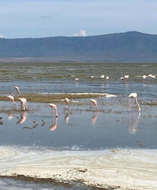 Flamingos At Ngorongoro 1