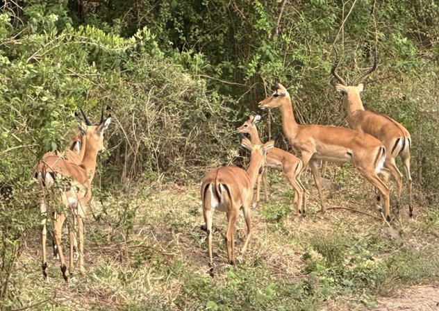 Impala