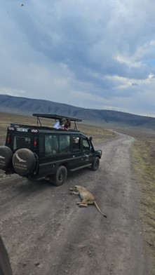 Lion Beside Jeep At Ngorongoro 2