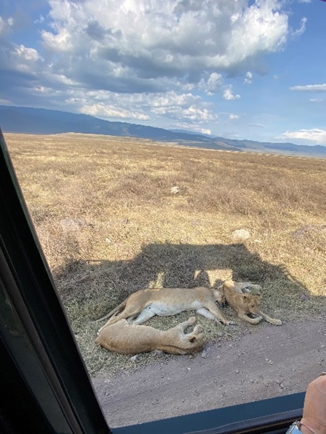 Lions At Ngorongoro