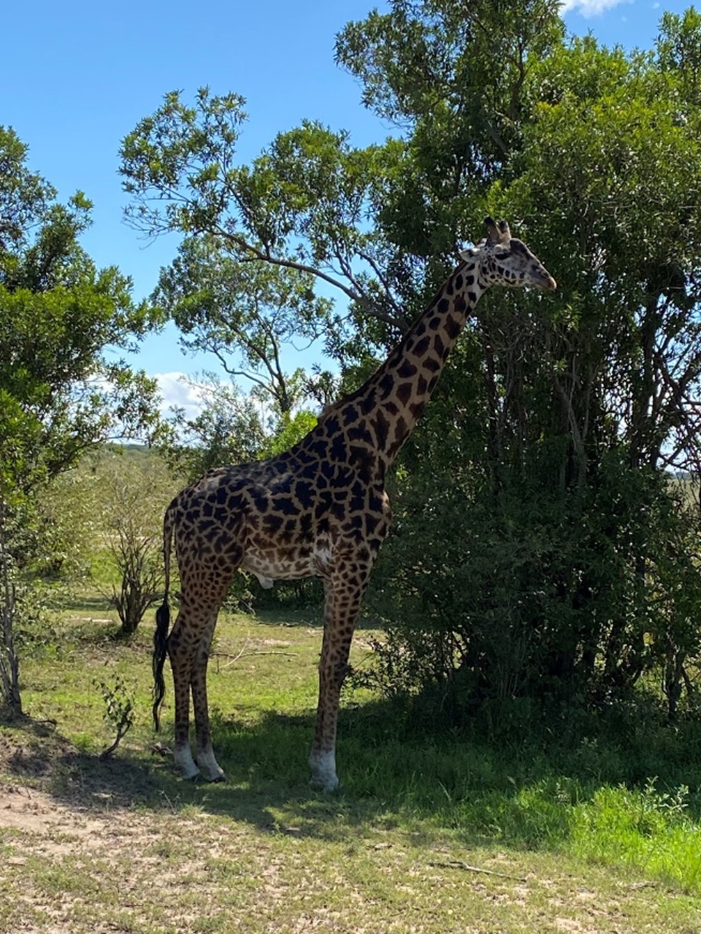 Serengeti Giraffe Single