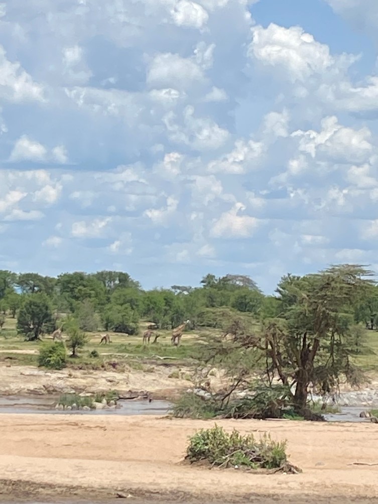 Serengeti Giraffes