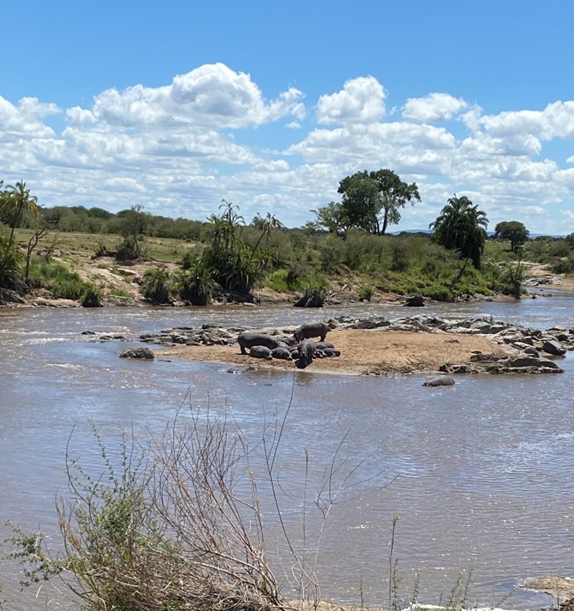 Serengeti Hippos