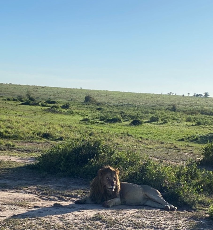 Serengeti Lion 3