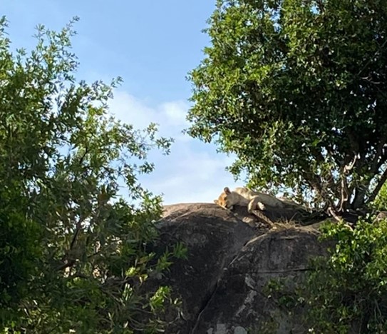 Serengeti Lioness 1