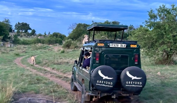 Serengeti Lioness And Jeep