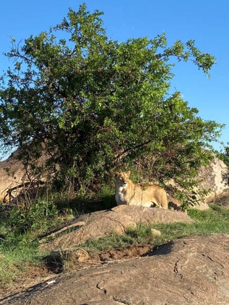 Serengeti Lioness Sun