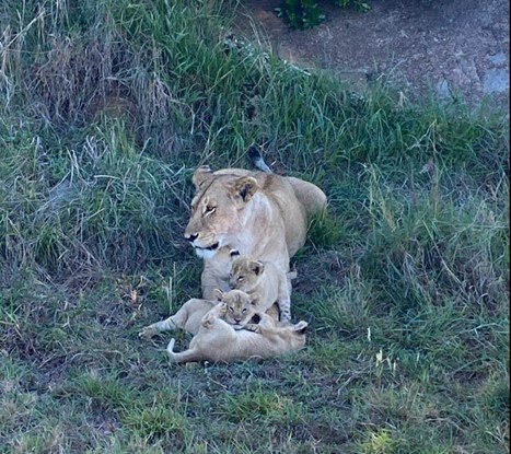 Serengeti Lioness With Cubs