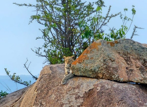 Serengeti Jaguar