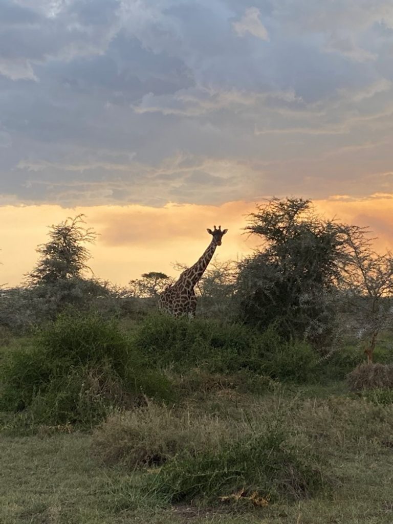 Serengeti River Lodge Giraffe And Sunset