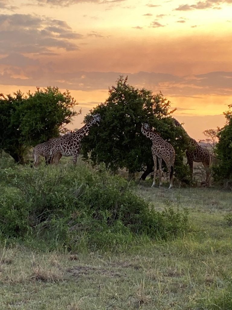 Serengeti River Lodge Giraffes And Sunset